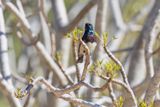 Souimanga Sunbird - Cinnyris sovimanga