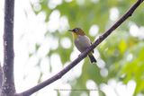 Malagasy white-eye  - Zosterops maderaspatanus