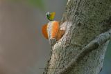 Common Flying dragon - Draco volans