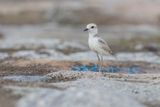Malaysian Plover - Anarhynchus peronii