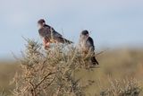 Amur Falcon - Falco amurensis