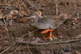 African finfoot - Podica senegalensis