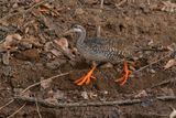 African finfoot - Podica senegalensis