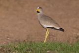 African Wattled Lapwing - Vanellus senegallus