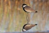 Spur-winged lapwing - Vanellus spinosus