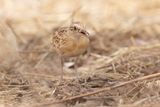 Quail-plover - Ortyxelos meiffrenii