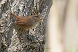 Eurasian Wren - Troglodytes troglodytes