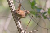 Eurasian Wren - Troglodytes troglodytes