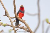 Bearded Barbet - Pogonornis dubius