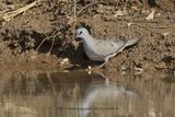 Black-billed Wood-dove - Turtur abyssinicus