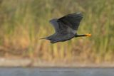 Black heron - Egretta ardesiaca