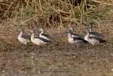 Knob-billed duck - Sarkidiornis melanotos