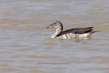 Knob-billed duck - Sarkidiornis melanotos