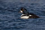 Barrows Goldeneye - Buchepala islandica