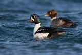 Barrows Goldeneye - Buchepala islandica