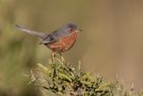 Dartford Warbler - Sylvia undata
