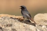 Black redstart - Phoenicurus ochruros