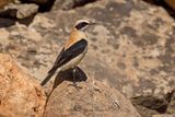 Western Black-eared Wheatear - Oenanthe hispanica