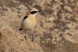 Western Black-eared Wheatear - Oenanthe hispanica