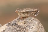 Rock sparrow - Petronia petronia