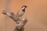 House sparrow - Passer domesticus