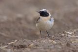 Eastern Black-eared Wheatear - Oenanthe melanoleuca