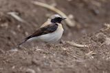 Eastern Black-eared Wheatear - Oenanthe melanoleuca