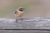 Eastern Black-eared Wheatear - Oenanthe melanoleuca