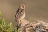 Wryneck - Jynx torquilla