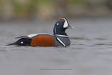 Harlequin duck - Histrionicus histrionicus