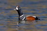Harlequin duck - Histrionicus histrionicus