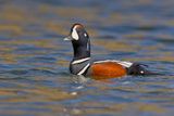 Harlequin duck - Histrionicus histrionicus