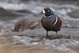 Harlequin duck - Histrionicus histrionicus