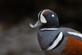 Harlequin duck - Histrionicus histrionicus
