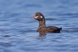 Harlequin duck - Histrionicus histrionicus