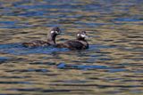 Harlequin duck - Histrionicus histrionicus