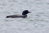 Common Loon - Gavia immer