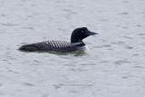 Common Loon - Gavia immer