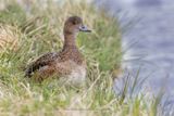 Eurasian wigeon - Anas penelope