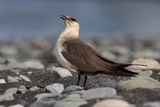 Arctic skua - Stercorarius parasiticus