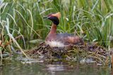 Slavonian grebe - Podiceps auritus