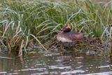 Slavonian grebe - Podiceps auritus