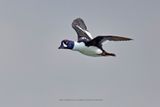 Barrows Goldeneye - Buchepala islandica