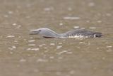 Red-throated Loon - Gavia stellata