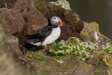 Atlantic puffin - Fratercula arctica