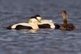 Common Eider - Somateria mollissima