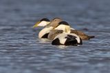 Common Eider - Somateria mollissima