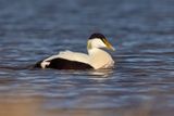 Common Eider - Somateria mollissima
