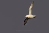 Northern fulmar - Fulmarus glacialis