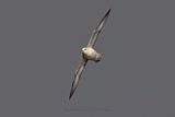 Northern fulmar - Fulmarus glacialis